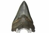 Fossil Megalodon Tooth - Colorful, Glossy Enamel #180984-1